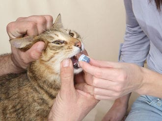 Abu kandúr cica allergiás fül- és bőr-gyulladása (1. rész)