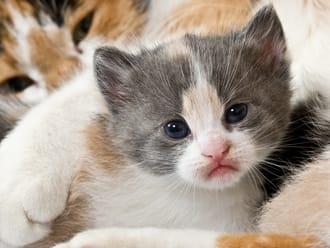 Bőrbetegségek a cicáknál- gyógyítás homeopátiával