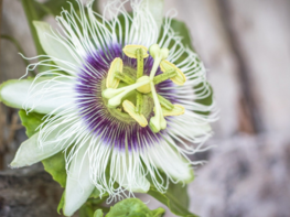 Ritka homeopátiás szerek – ritka jó megoldások: Passiflora incarnata